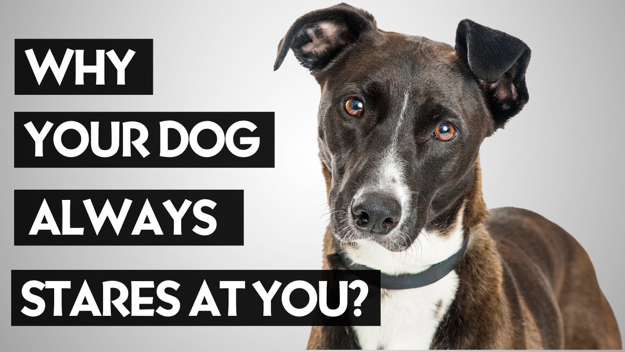 The Real Reason Dogs Stare At You Is Scary Youtube The Real Reason Dogs Stare At You Is Scary Youtube